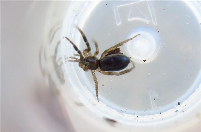 ID